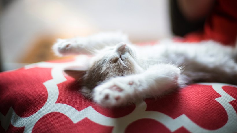 Hauskatzen brauchen bis zu 16 Stunden Schlaf am Tag. Sie auch? Dann stimmt da was nicht. © Jonathan Fink/unsplash.com 