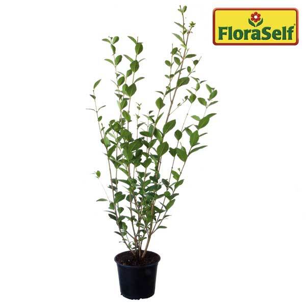 Heckenpflanze FloraSelf Liguster Ligustrum ovalifolium H 60-80 cm im 2,5 Liter Topf ab 40 Stück auf Palette