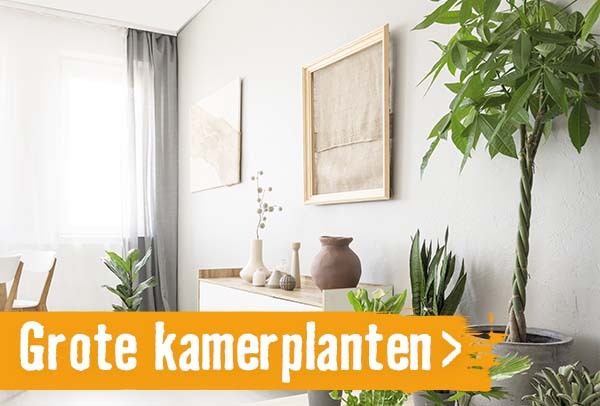 Grote kamerplanten l HORNBACH