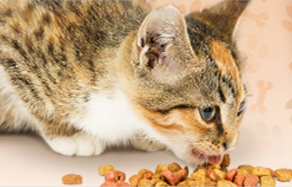 Laat je kat knagen op deze lekkere snacks!