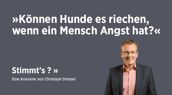 Stimmt's – Können Hunde es riechen, wenn ein Mensch Angst hat?