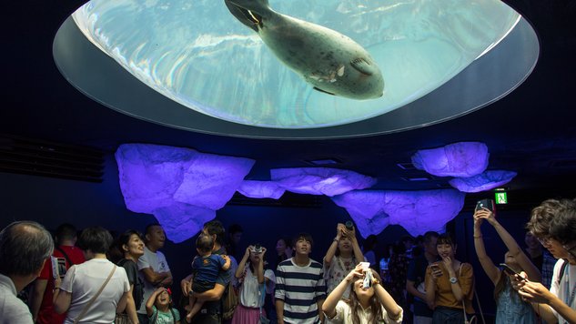  Ein Seehund im Kaiyukan-Aquarium © Eric Lafforgue/Art In All Of Us/Corbis/Getty Images