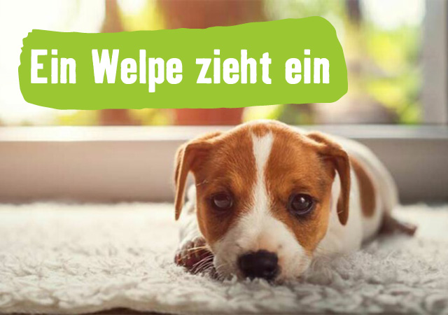 Ein Welpe zieht ein