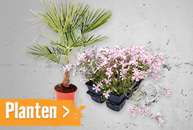 Tuinplanten l HORNBACH