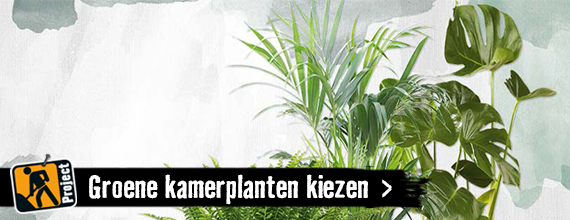 Welke groene kamerplant moet ik kiezen? | HORNBACH