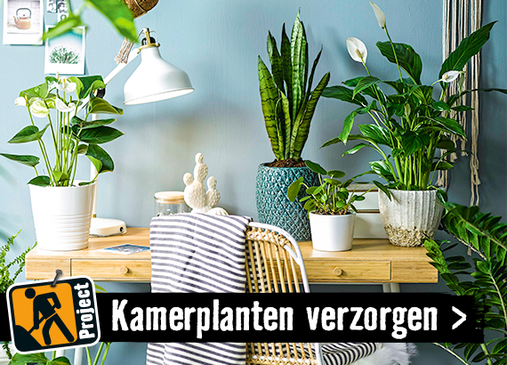 Kamerplanten kiezen en verzorgen | HORNBACH