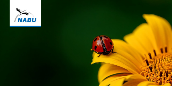 Lerne Insekten kennen und hilf mit bei der großen Zählung Anfang August!