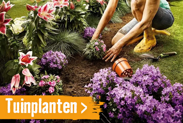 Tuinplanten | HORNBACH