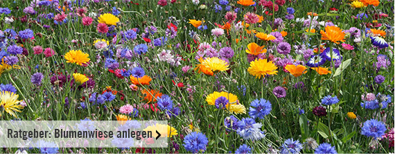 Ratgeber: Blumenwiese anlegen