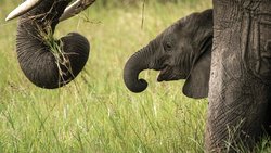 Keine Zeichen von Alterung, sondern Brüche: Die Falten in der Haut von Elefanten haben wichtige biologische Funktionen. © Yasuyoshi Chiba/AFP/Getty Images