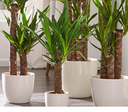 Yucca-Palme
