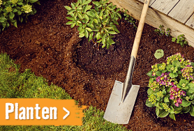 Planten | HORNBACH