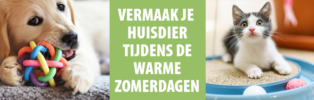 Vermaak je huisdier tijdens de warme zomerdagen!