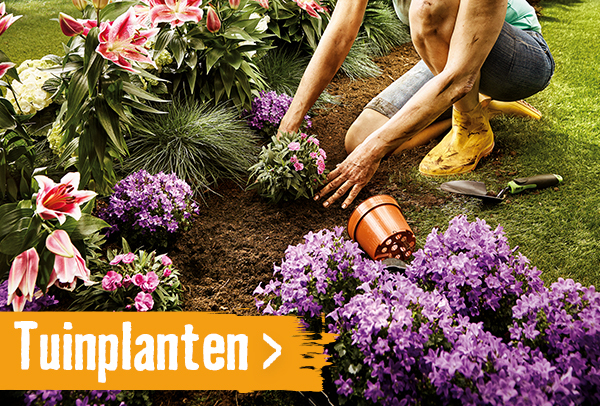 tuinplanten| HORNBACH
