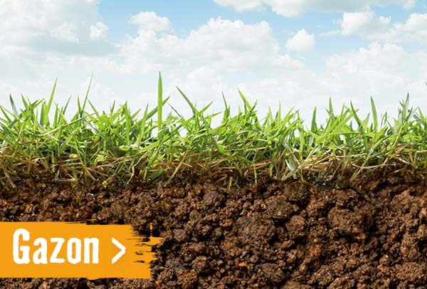 Gazon | HORNBACH