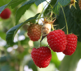 Dehner Himbeere 'Glen Ample'