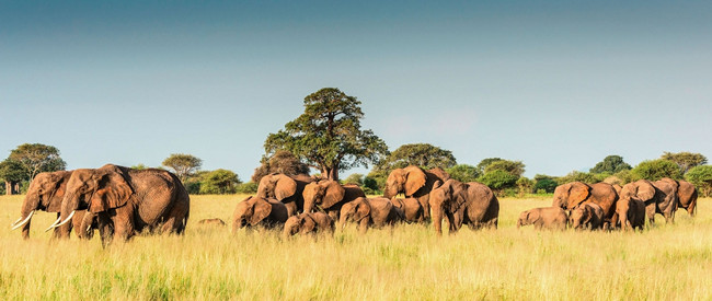 Tansania - Safari