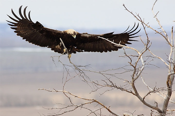 Dem Kaiseradler ins Nest geschaut NABU-Webcam: Blick in Kinderstube seltener Greifvögel