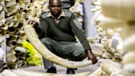  2016 wurden nahezu 40 Tonnen illegal gehandeltes Elfenbein beschlagnahmt. © Carl de Souza / AFP/Getty Images 