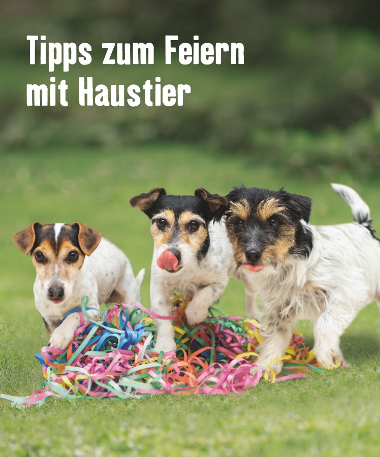 Tipps zum Feiern mit Haustier