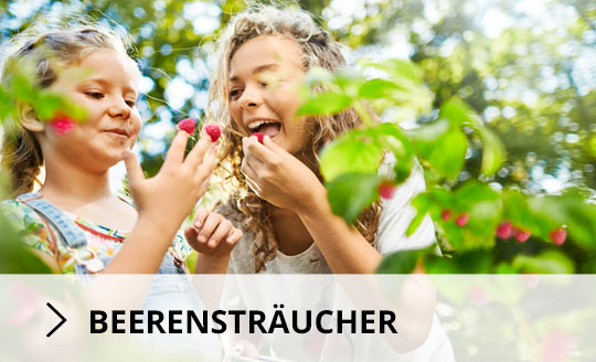 beerensträucher