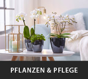 Pflanzen und Pflege