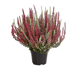 Dehner Premium Calluna - Knospenheide 'Twin-Girls'®