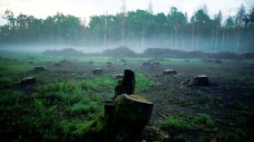 Hier waren die Sägen schon am Werk: Baumstümpfe im Białowieża-Urwald in Polen © Kacper Pempel/Reuters 