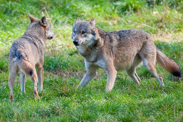 FDP will Ausrottung des Wolfes NABU Niedersachsen zum FDP-Antrag ?Wolfsverordnung?