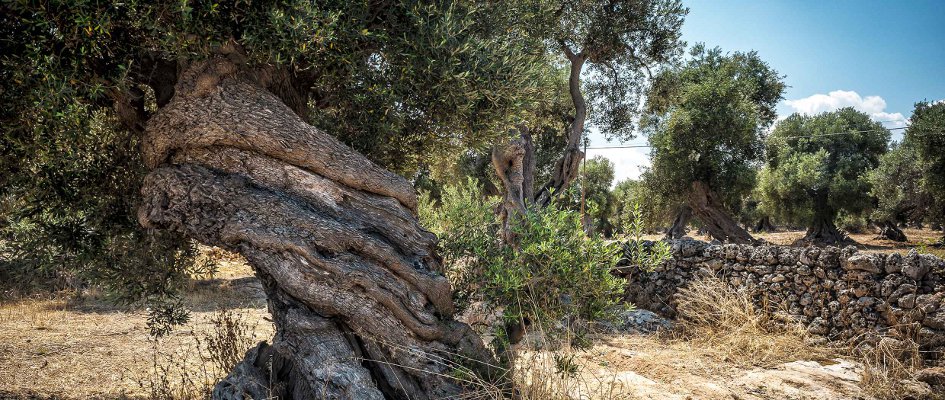 Olivenbaum in Apulien