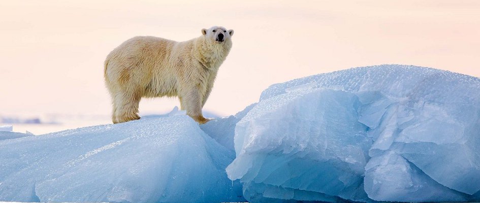 Spitzbergen - Eisbär auf Eisberg