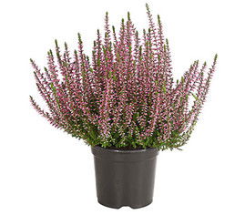 Calluna - Knospenheide