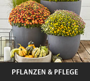 Pflanzen und Pflege