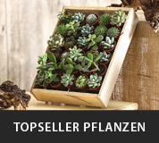 Topseller Pflanzen