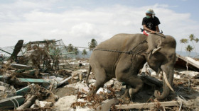  Indonesien: Überlebende des Tsunamis räumen gemeinsam mit Elefanten auf. Allein in dem Inselstaat starben damals mehr als 160.000 Menschen. © Philippe Desmazes/Getty Images 