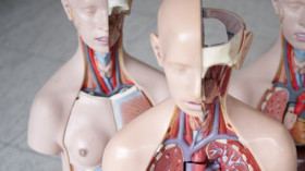 Anatomische Modelle des Menschen © Emily Wabitsch/dpa 