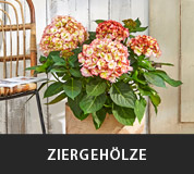 Ziergehoelze