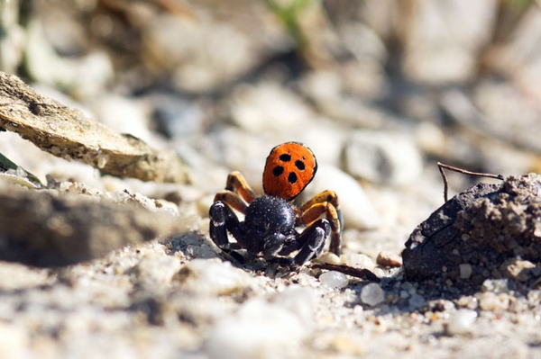 Von echten Läufern und falschen Marienkäfern Neue Studie zu Laufkäfern und Spinnen in Grünhaus