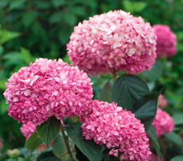 Schneeball-Hortensie 'Pink Annabelle'®
