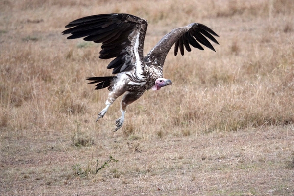 Hol‘s der Geier Vogelrallye zugunsten der bedrohten Geier in Afrika