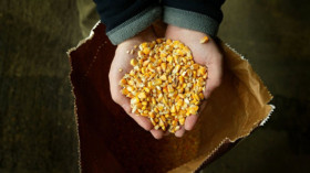  Gelb, klein und ein Fall für's Gericht: Eine Hand voll Mais der genveränderten Sorte MON 810 © Scott Barbour/Getty Images 