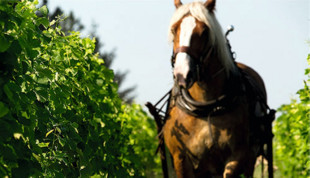 Les Sources de Caudalie - Pferd im Weinberg