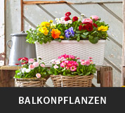 Balkon- und Kübelpflanzen