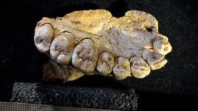  Der Homo-sapiens-Oberkiefer mit acht Zähnen ist gut erhalten und wurde in Israel entdeckt. © Gerhard Weber/Universität Wien 