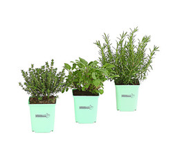 GREENBAR® Grillkräuter, 3er Pack