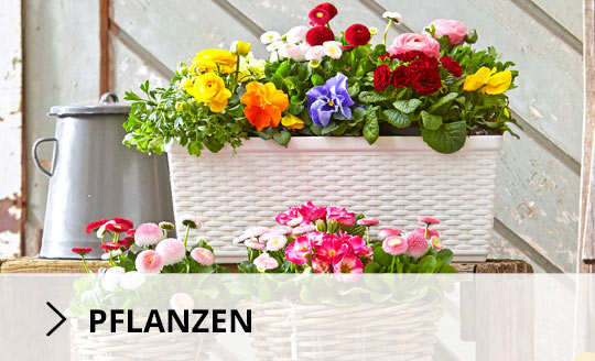 pflanzen