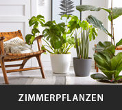 Zimmerpflanzen