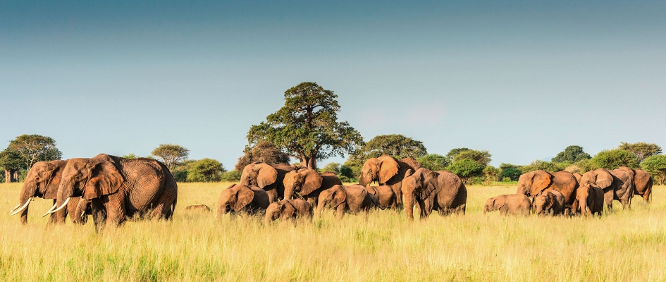 Tansania - Safari