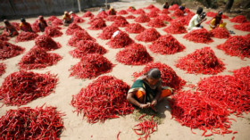  Bauern in Andhra Pradesh nach der Chili-Ernte. Der indische Bundesstaat will bis 2024 vollständig auf Pestizide verzichten. © Amit Dave/Reuters 