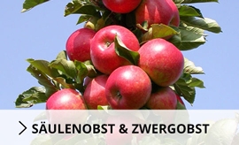Säulenobst
